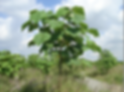 Blauglockenbaum (Paulownia tomentosa)